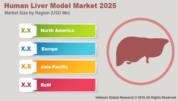 Global Human Liver Model Market